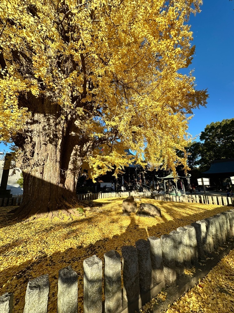 からっ風②さんが投稿した鑁阿寺の大いちょうに関する口コミの画像