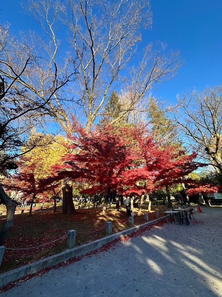 からっ風②さんが投稿した鑁阿寺の大いちょうに関する口コミの画像