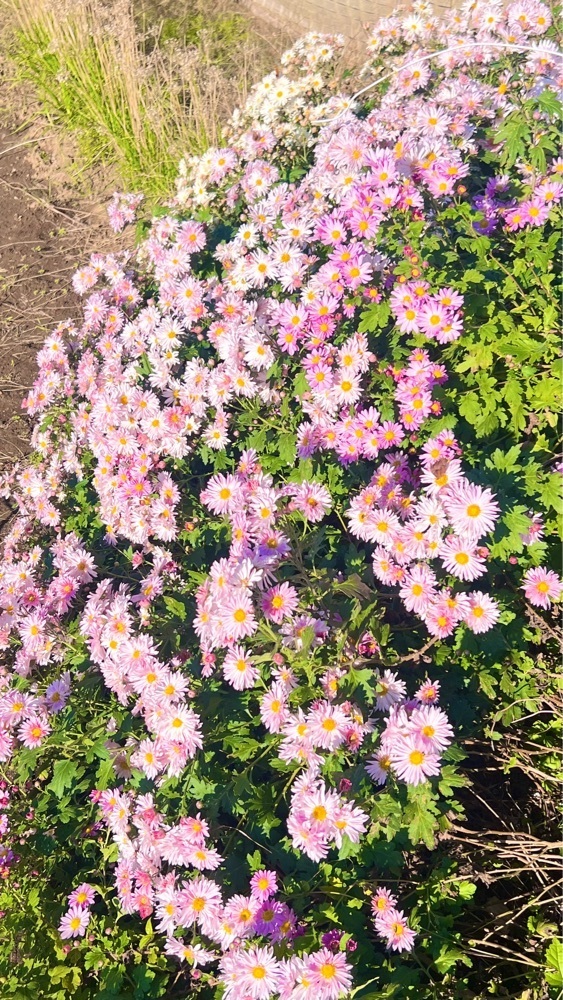 miiさんが投稿した河越館跡史跡公園に関する口コミの画像