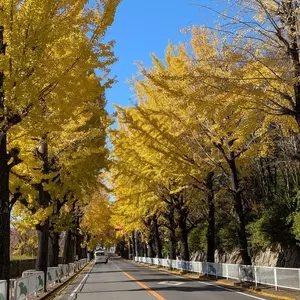 天理教教会本部（神殿）