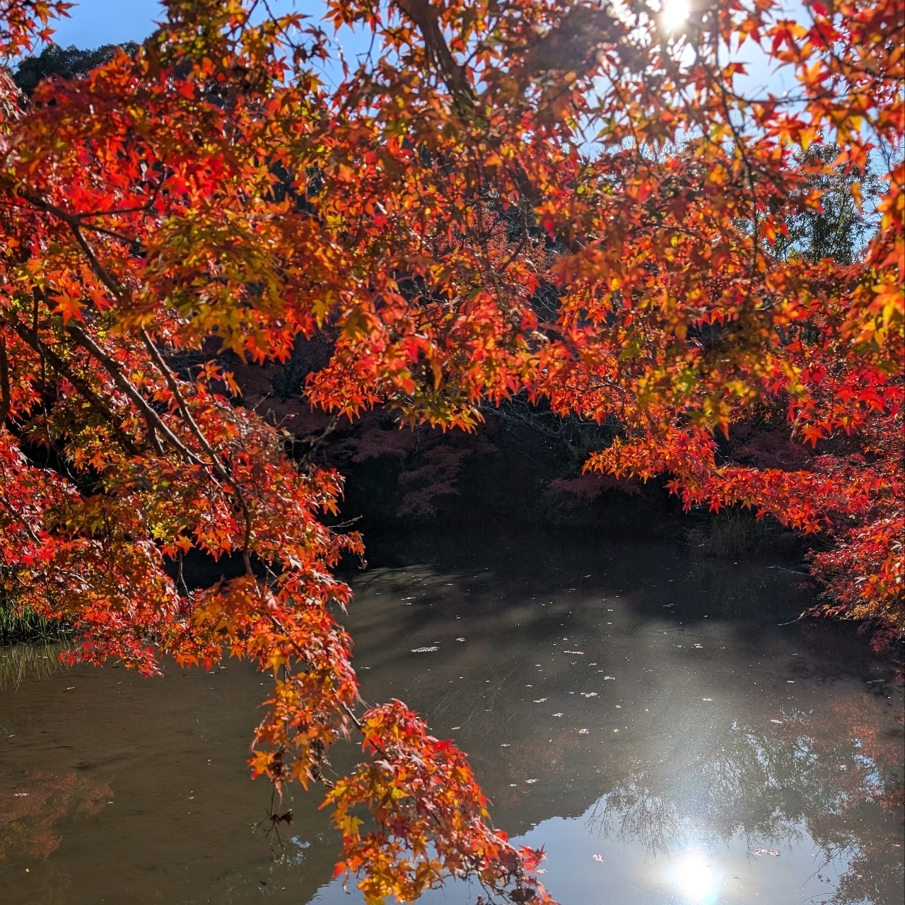 ぬっくさんが投稿した長岳寺に関する口コミの画像