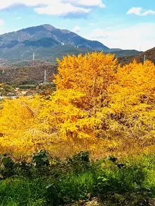 弘法山（神奈川県秦野市）