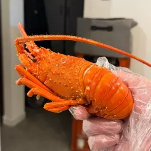 クラフトサワーと二度寝マグロ ニケノシマ