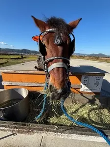 京馬車