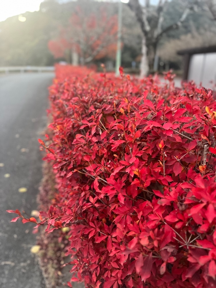 r_Rhapsodyさんが投稿した亀川ダムに関する口コミの画像