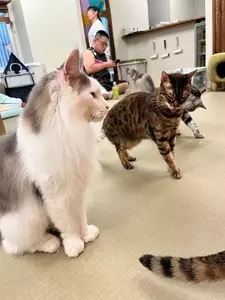 猫カフェにあにゃあ
