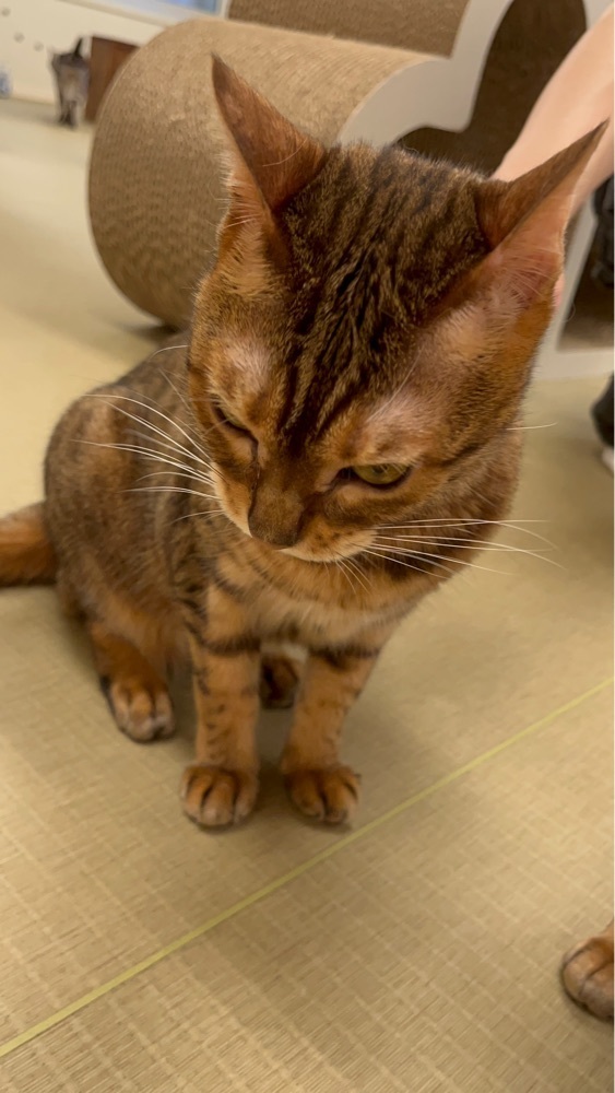 mamama__tさんが投稿した猫カフェにあにゃあに関する口コミの画像
