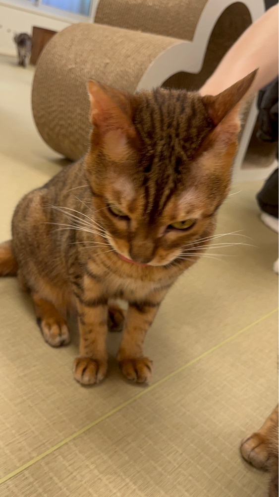 mamama__tさんが投稿した猫カフェにあにゃあに関する口コミの画像