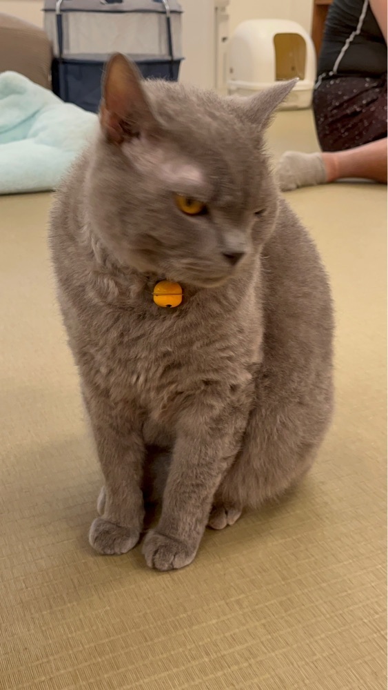mamama__tさんが投稿した猫カフェにあにゃあに関する口コミの画像