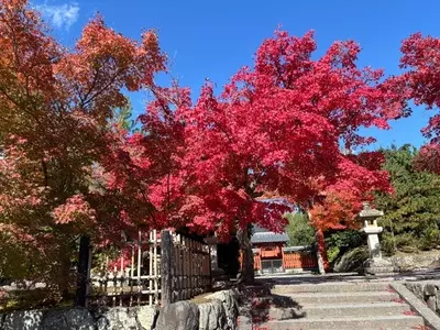 天龍寺の紅葉