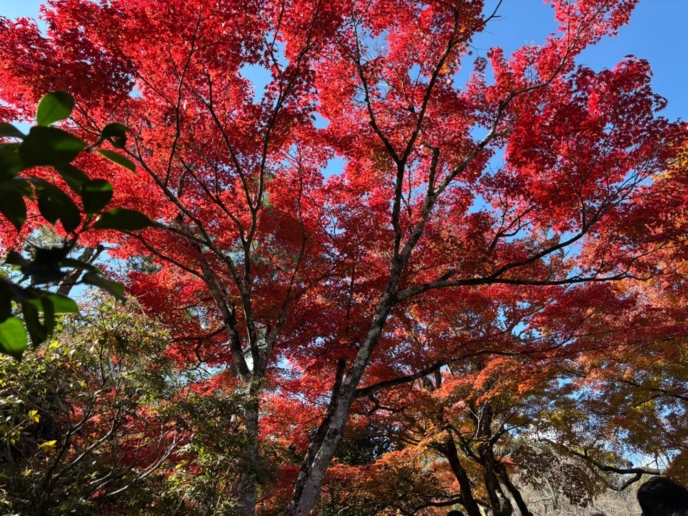 みーなさんが投稿した天龍寺の紅葉に関する口コミの画像