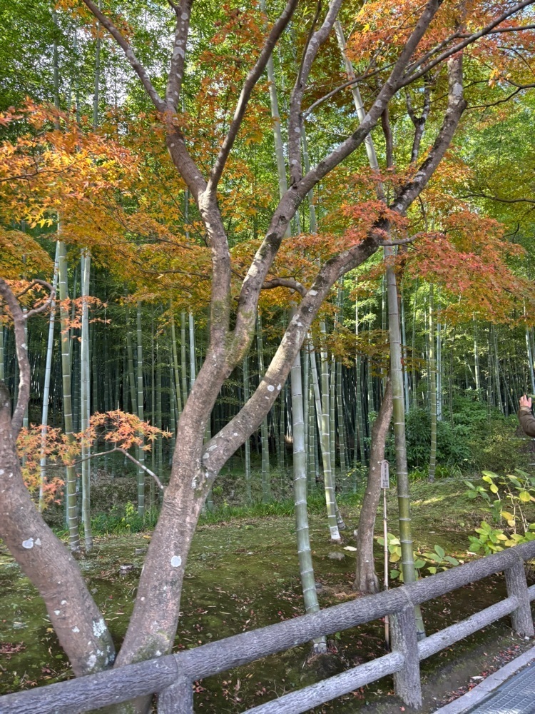みーなさんが投稿した天龍寺の紅葉に関する口コミの画像
