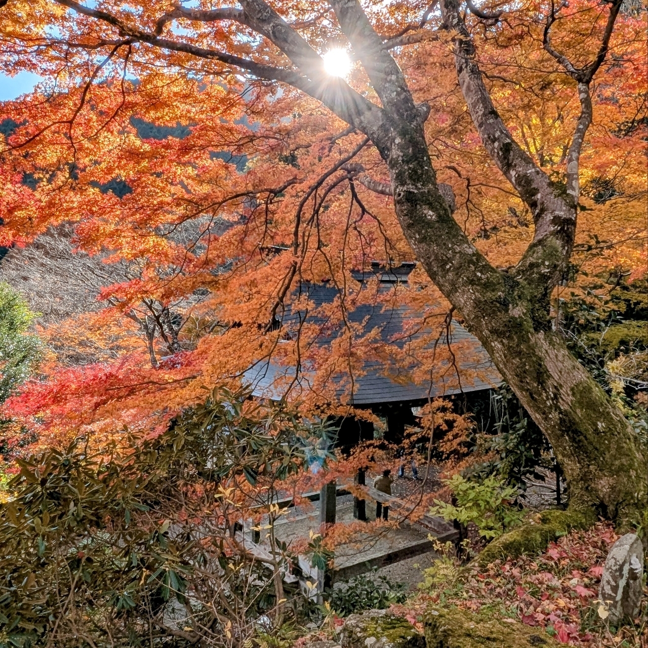 ぬっくさんが投稿した天開山口窄泰運寺に関する口コミの画像