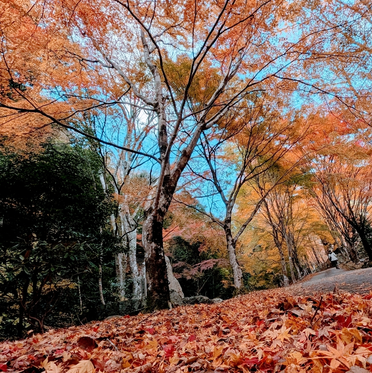 ぬっくさんが投稿した天開山口窄泰運寺に関する口コミの画像