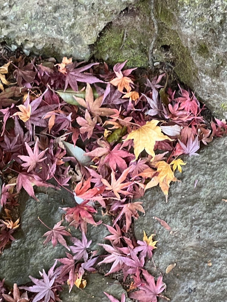 asomogさんが投稿した小田原市郷土文化館分館松永記念館に関する口コミの画像
