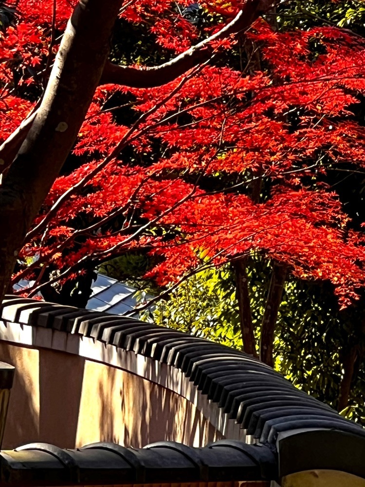 ビンカさんが投稿した県立大磯城山公園に関する口コミの画像