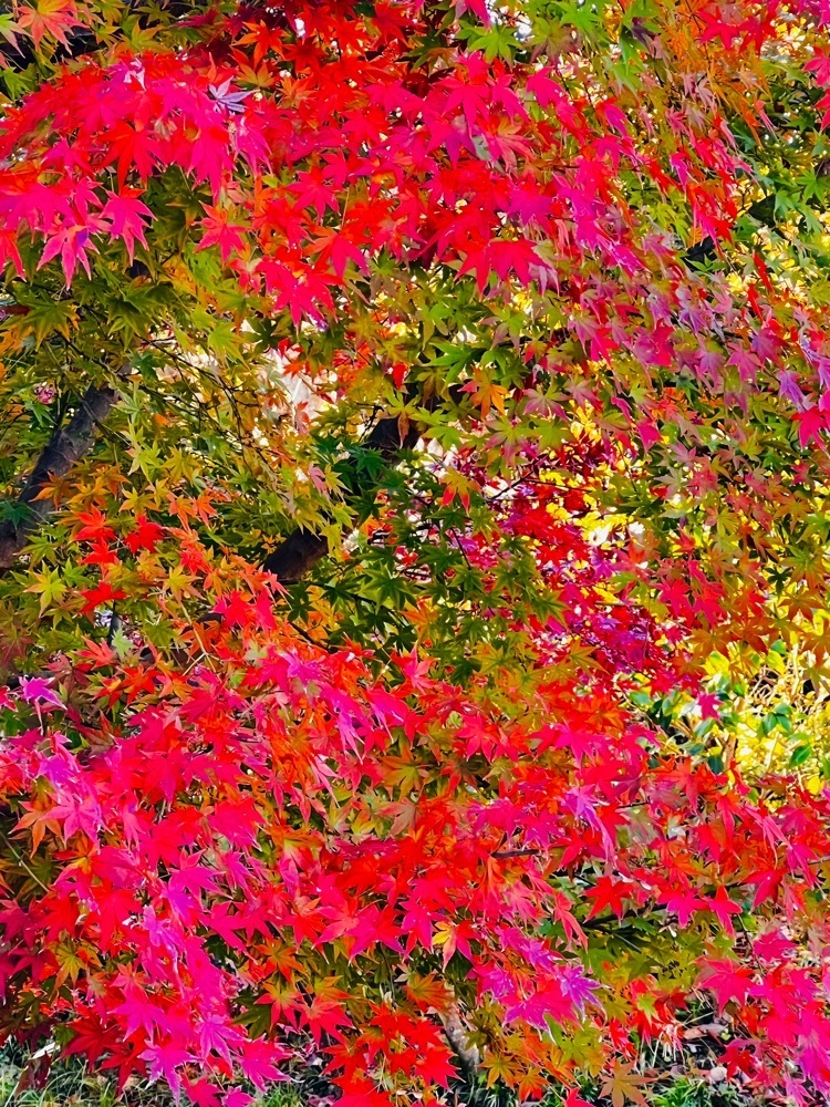 ビンカさんが投稿した県立大磯城山公園に関する口コミの画像