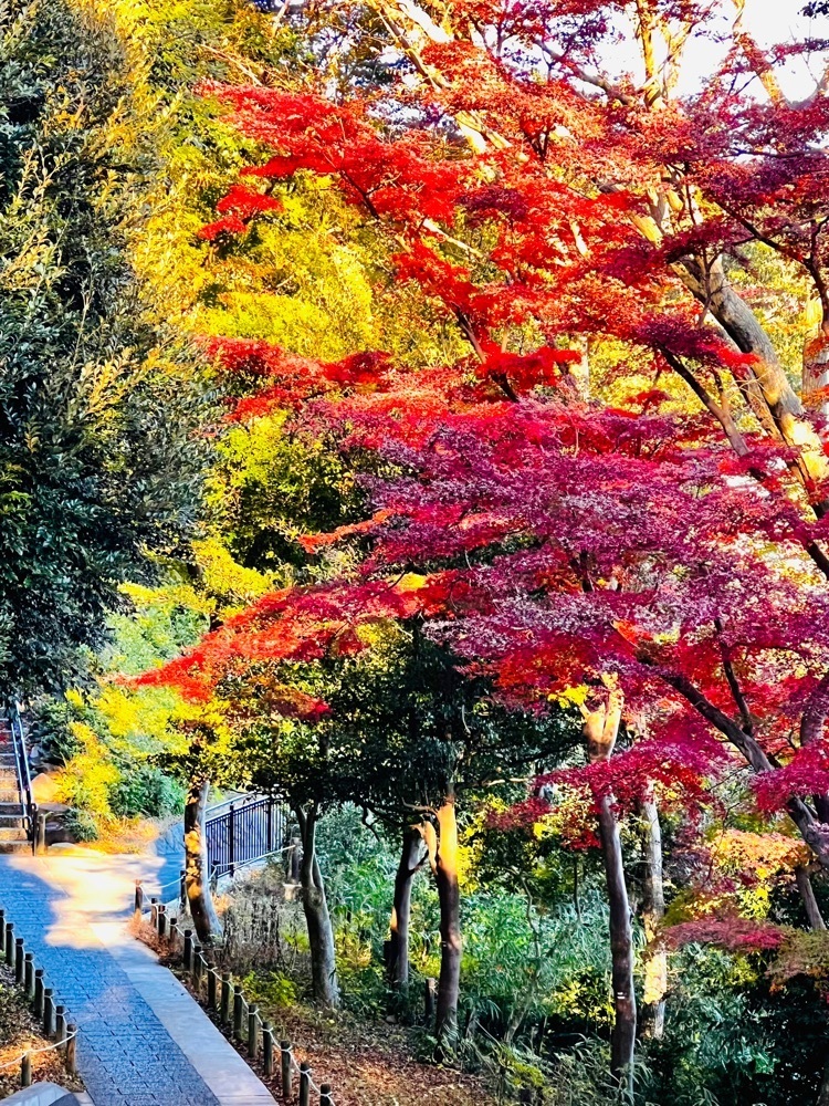 ビンカさんが投稿した城山庵 お憩み処に関する口コミの画像