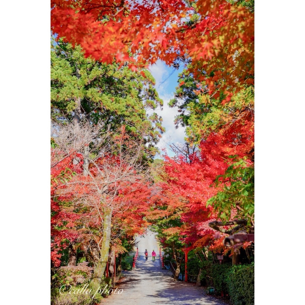 urban_garden_243aさんが投稿した正法寺（しょうぼうじ）に関する口コミの画像