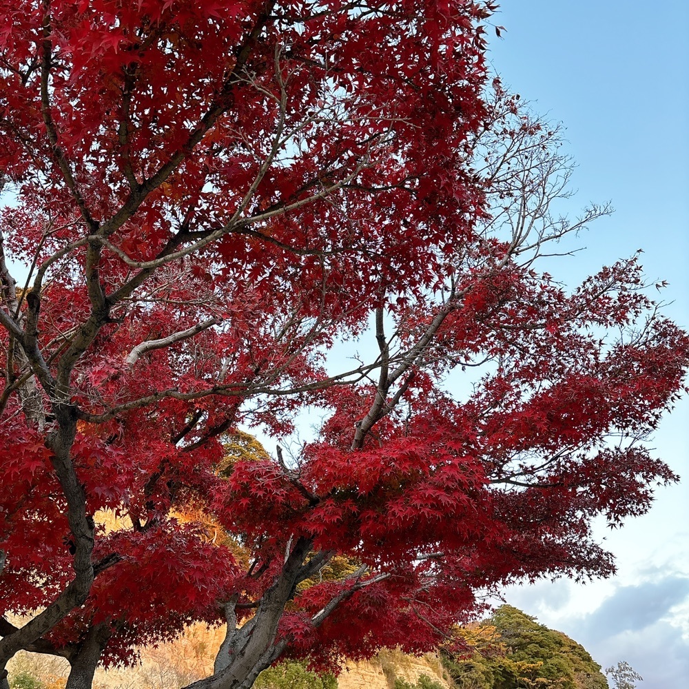 みーさんが投稿した三溪園茶寮に関する口コミの画像