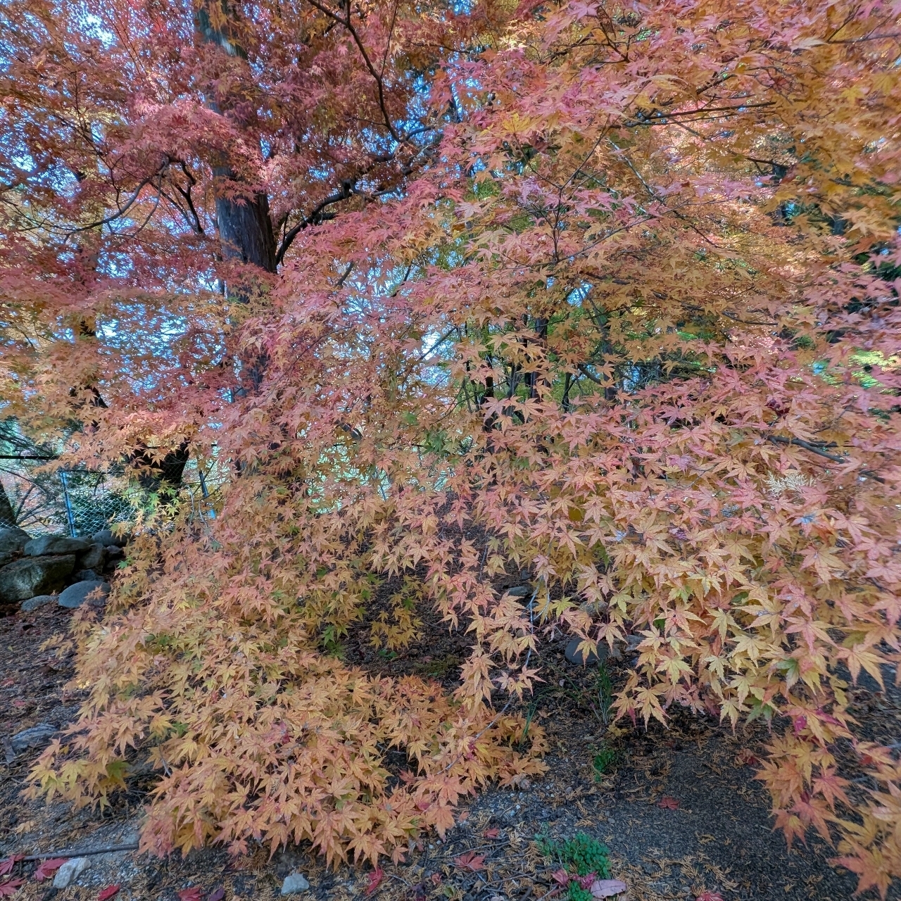 ぬっくさんが投稿した胡宮神社に関する口コミの画像