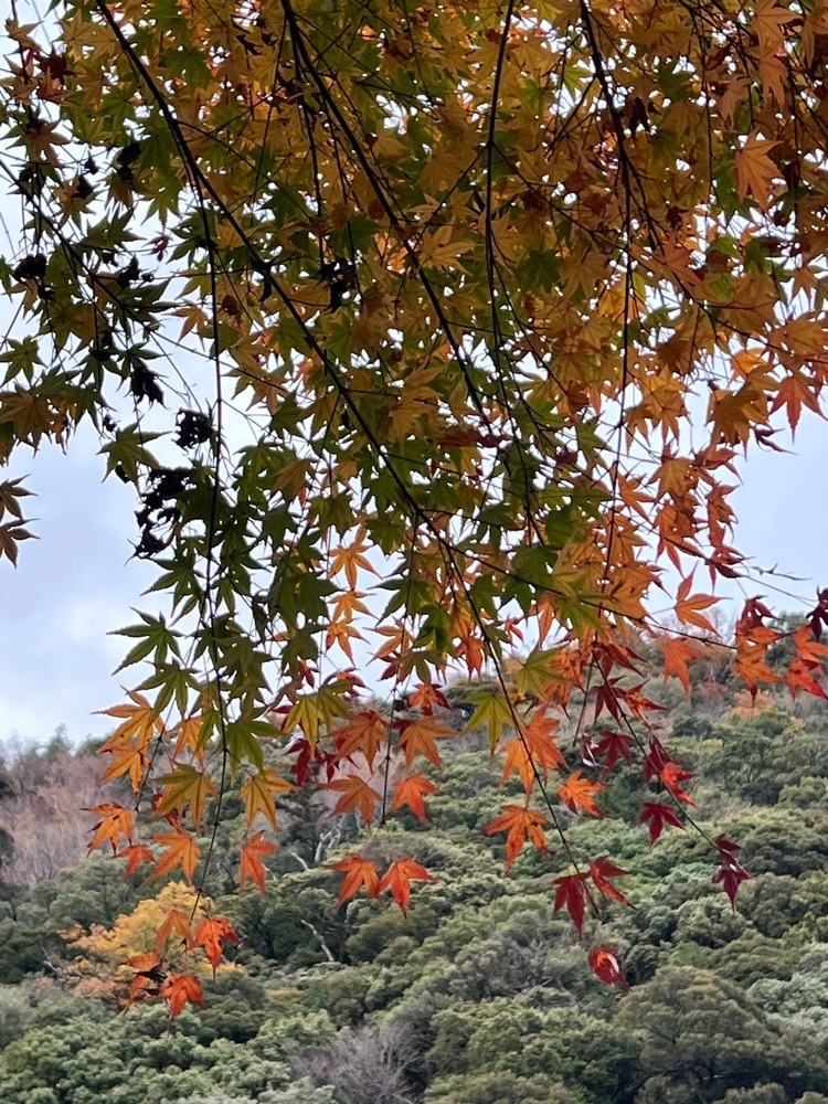 asomogさんが投稿した天成園に関する口コミの画像