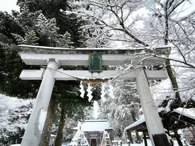 豊龍神社の大杉