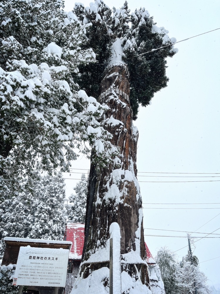 猫なぎ。さんが投稿した豊龍神社の大杉に関する口コミの画像