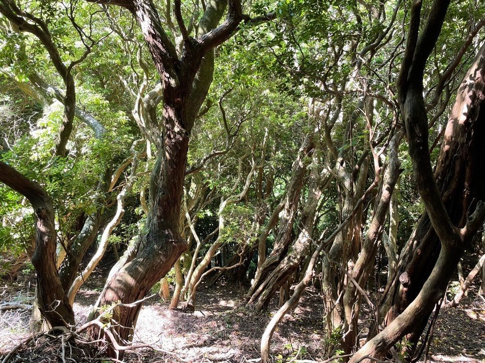 Hamachiさんが投稿した霊山山頂遺跡に関する口コミの画像