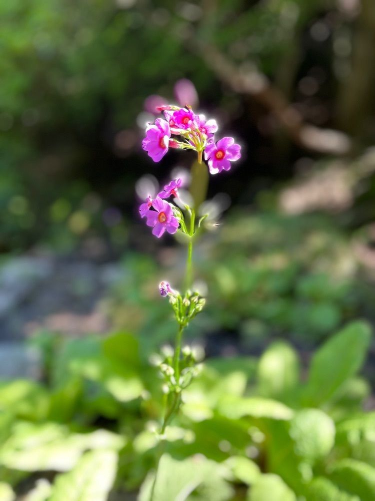 Hamachiさんが投稿した霊山山頂遺跡に関する口コミの画像