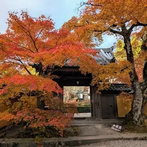 西明寺の紅葉