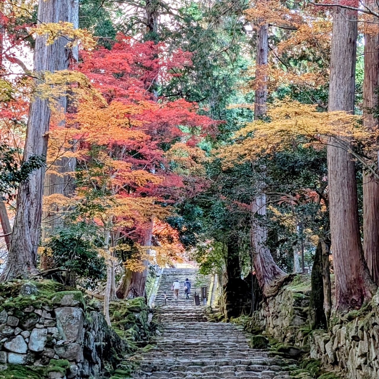 ぬっくさんが投稿した西明寺の紅葉に関する口コミの画像