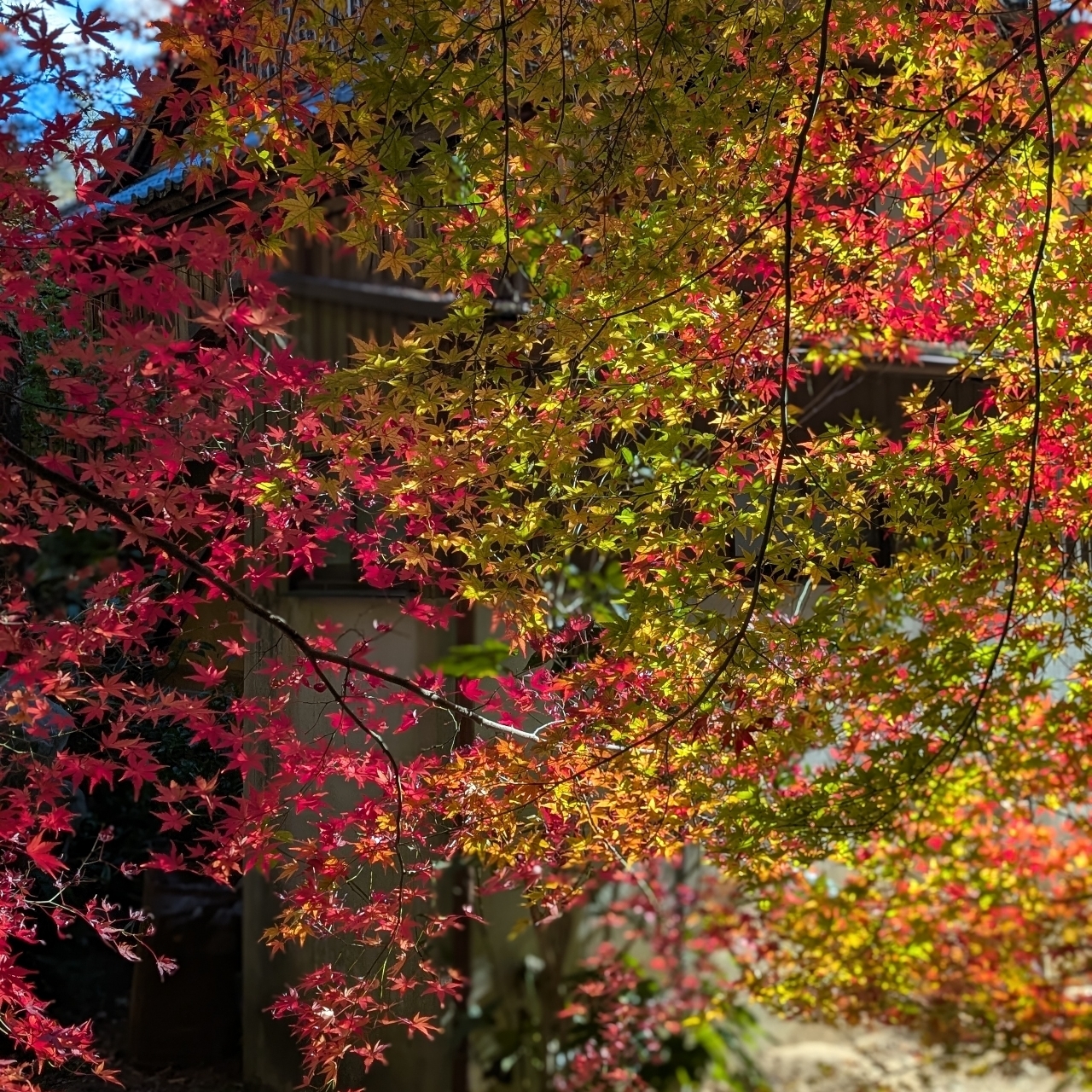 ぬっくさんが投稿した本城山青少年公園に関する口コミの画像