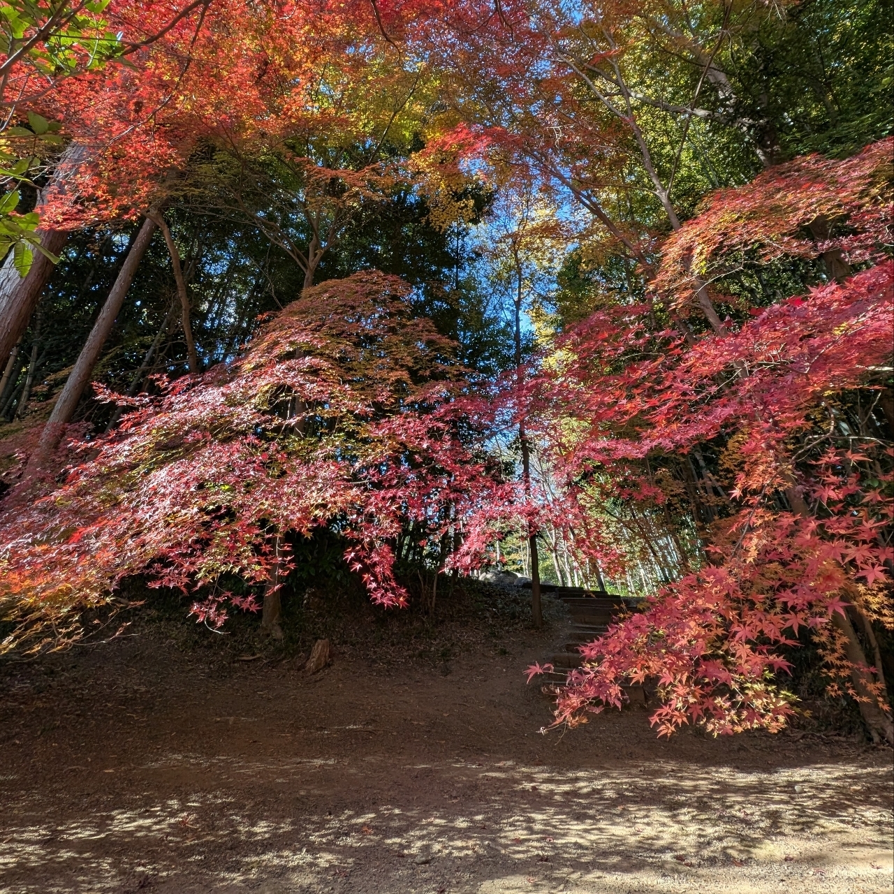 ぬっくさんが投稿した本城山青少年公園に関する口コミの画像