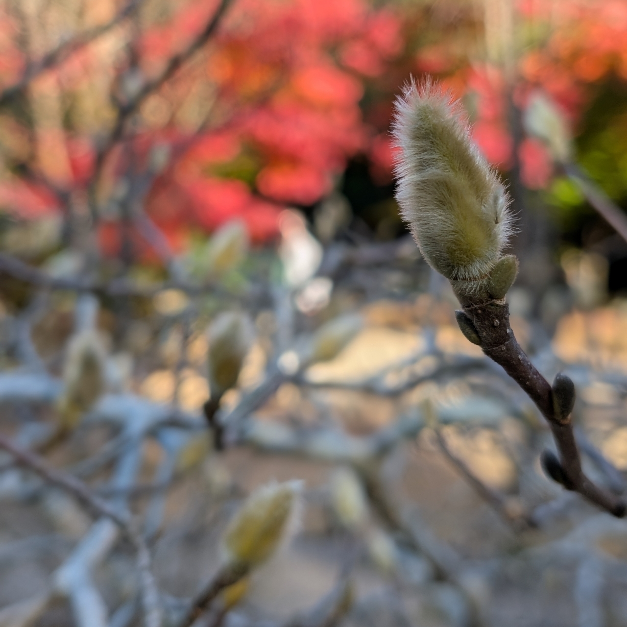 ぬっくさんが投稿した本城山青少年公園に関する口コミの画像