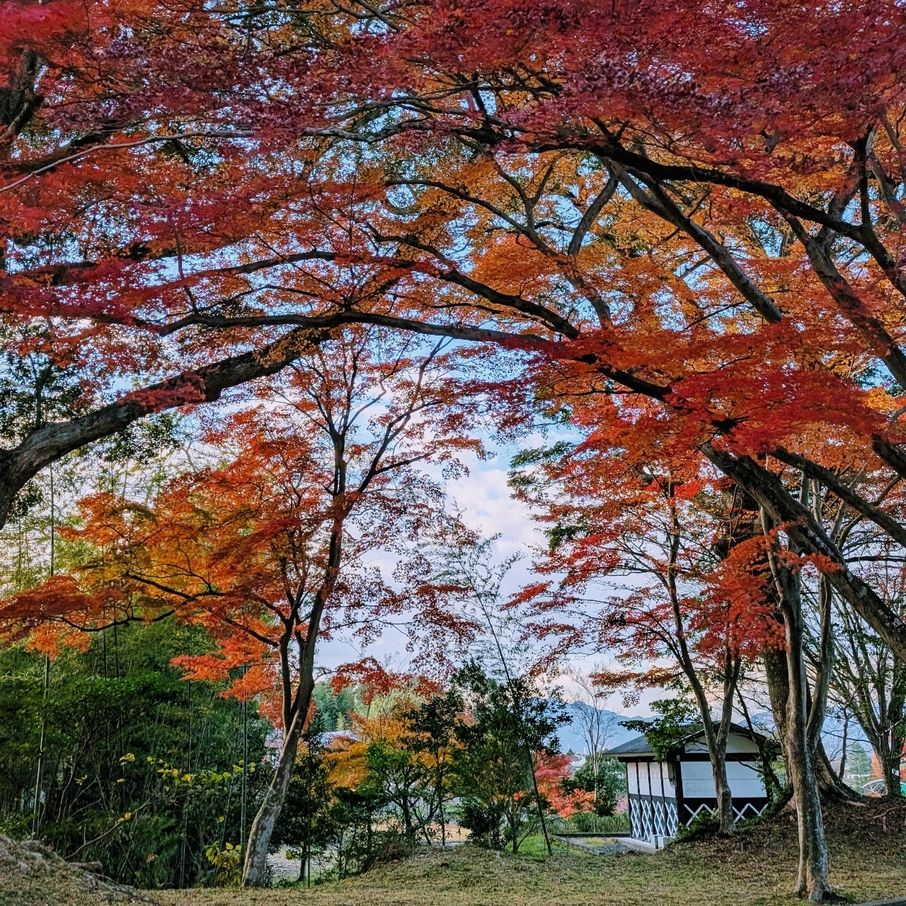 ぬっくさんが投稿した亀山公園に関する口コミの画像