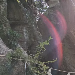 来宮神社の大楠