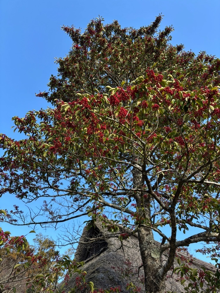 ぱっつんさんが投稿した修善寺虹の郷に関する口コミの画像