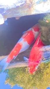 妙昌寺