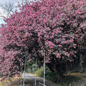 サザンカの大木