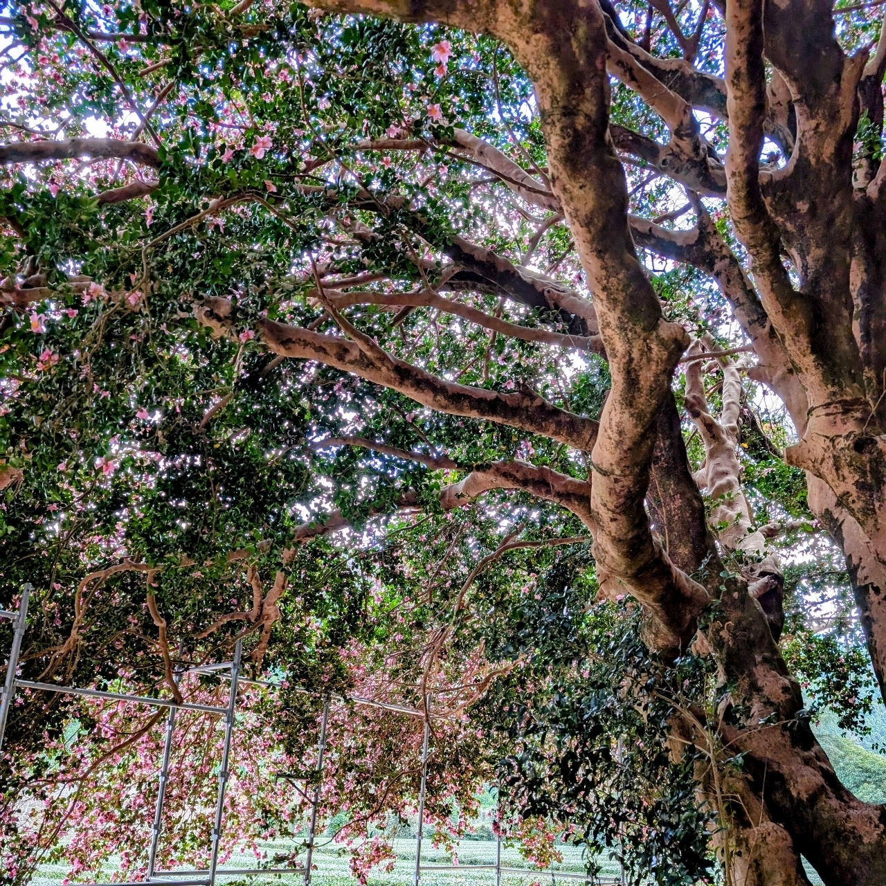 ぬっくさんが投稿したサザンカの大木に関する口コミの画像
