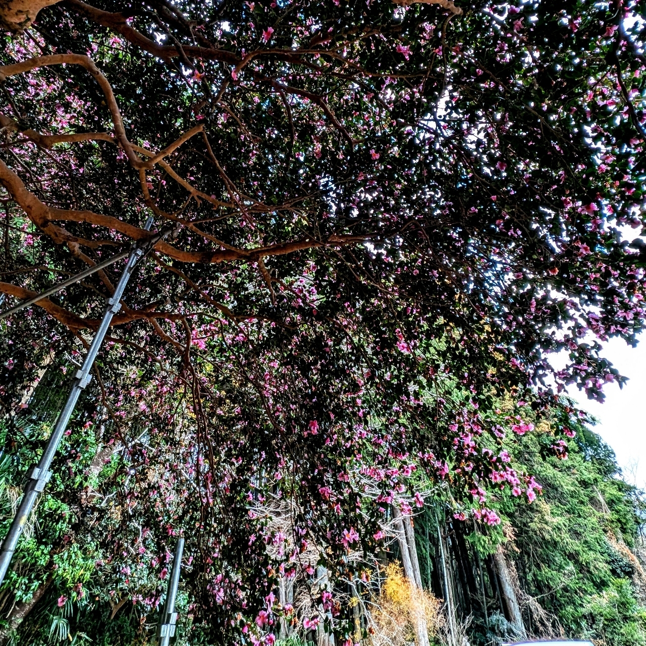 ぬっくさんが投稿したサザンカの大木に関する口コミの画像