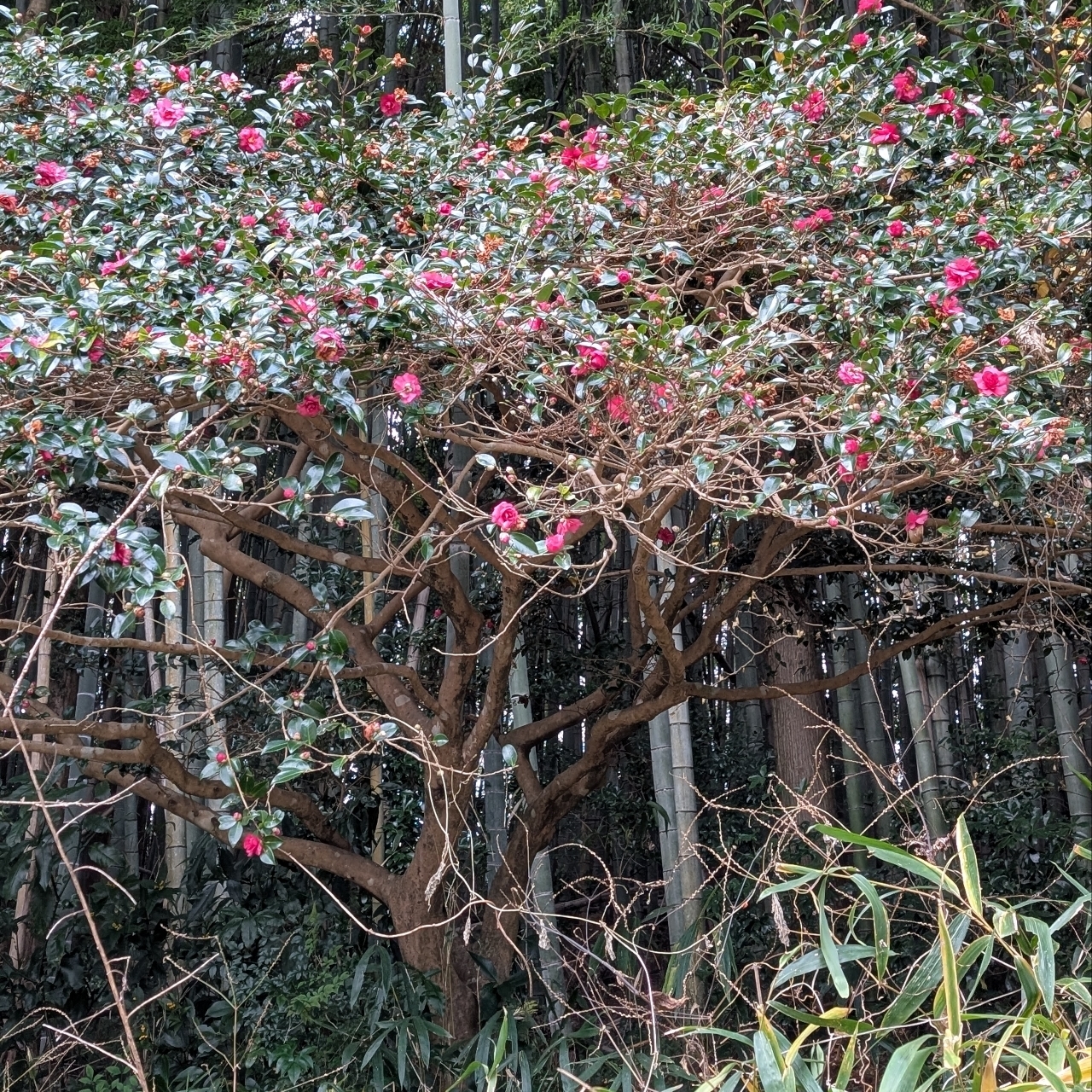 ぬっくさんが投稿したサザンカの大木に関する口コミの画像