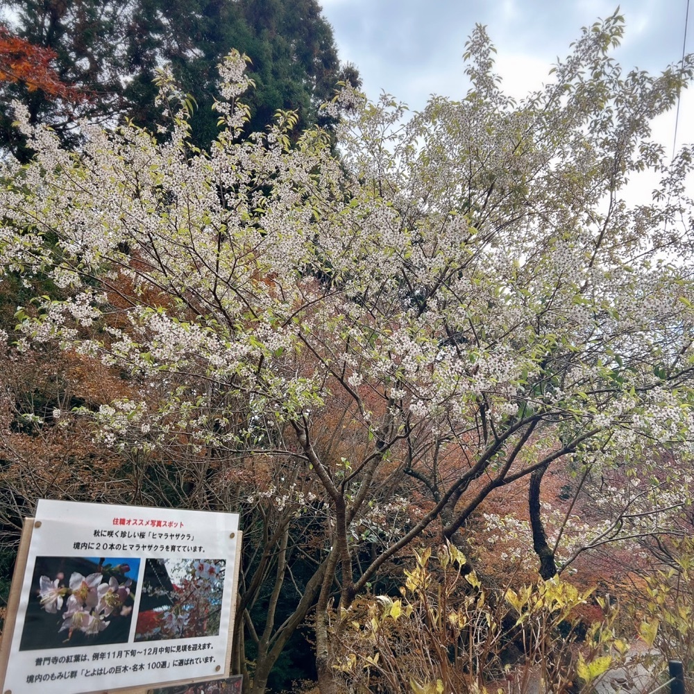 Mr. イリジウム シルバーさんが投稿した普門寺自然歩道に関する口コミの画像