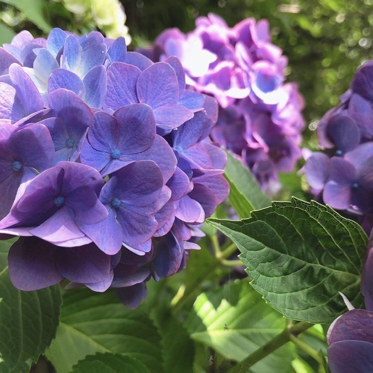 mimiさんが投稿した光スポーツ公園あじさい苑／あじさいに関する口コミの画像