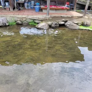 古戸中養魚場（コトチュウ）