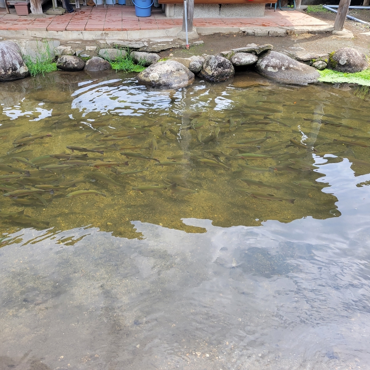 miさんが投稿した古戸中養魚場（コトチュウ）に関する口コミの画像