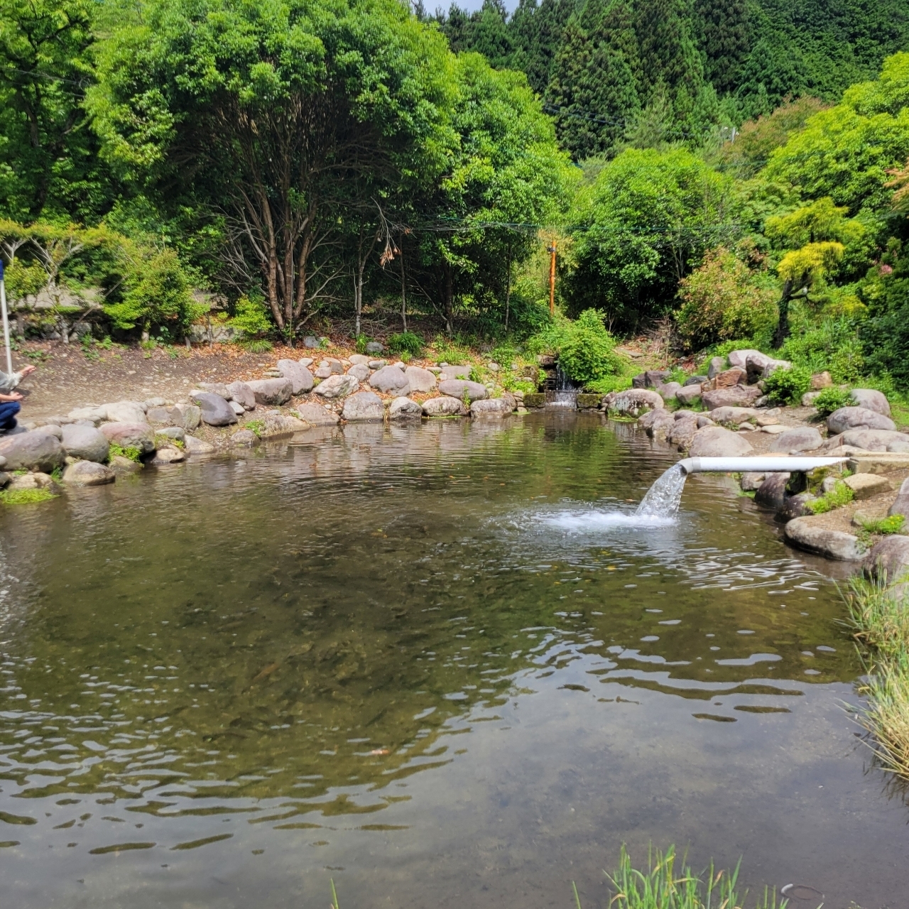 miさんが投稿した古戸中養魚場（コトチュウ）に関する口コミの画像