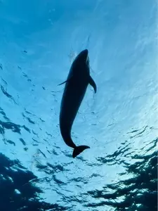 ドルフィン（Dolphin）