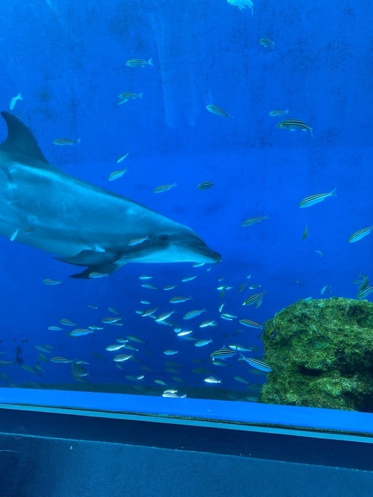 けんけんさんが投稿したドルフィン（Dolphin）に関する口コミの画像